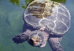 肌醇——魚(yú)、蝦飼料的能量補給站！